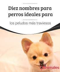 Diez Nombres Para Perros Ideales Para Los Peludos Mas Traviesos Mis Animales Nombres De Perros Consejos Para Mascotas Perros