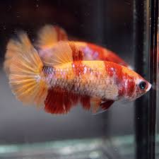 Live Betta Fish Fancy Nemo Koi Galaxy Halfmoon Plakat Hmpk Female 43 Betta Fish Betta Fish