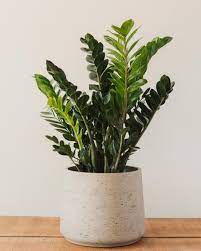 Zamioculcas Zamiifolia, "ZZ Plant" – Glasswing