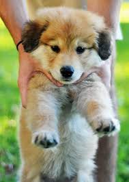 The goldmation is a loyal companion that develops destructive behaviors when left alone for long periods. German Shepherd Golden Retriever Mix Omg In Love Cute Animals Cute Dogs Golden Retriever German Shepherd