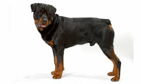Check spelling or type a new query. Rottweiler Dog Breed Information
