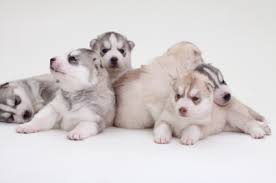 First things first…we are informed that up to this point your puppy has been with his mother and his littermates in a sterile environment. Raising Siberian Husky Pups All About Siberian Huskies