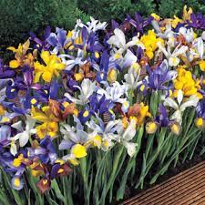 We did not find results for: Flower Bulbs For Sale Buy Flowering Bulbs Michigan Bulb Company