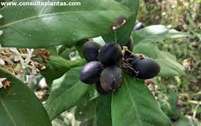 Image result for Acokanthera schimperi