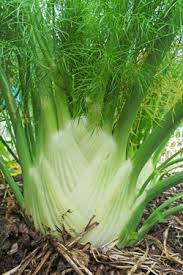 Image result for Foeniculum vulgare