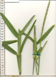 Image result for Stenotaphrum dimidiatum