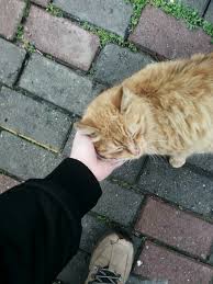 8bit Pixelated Cat Sevimli Kediler Hayvan Kedi