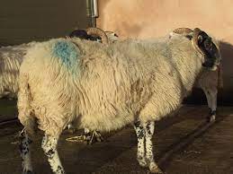 Nadis National Animal Disease Information Service