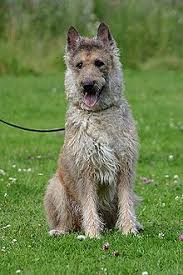Continue to limit walks to a half mile. White Belgian Sheepdog Off 56 Www Usushimd Com