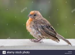 Black Bird With Orange Head Download This Stock Image Close Up Profile House Finch Bird With Orange Chest And Head Feathers R06khn From Alamy S Library O Finches Bird Stock Photos Bird