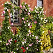 How much sun does a mandevilla need? How To Grow Mandevilla Garden Gate
