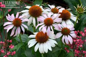 Terra Nova Nurseries Professional Growers Echinacea Rosita Echinacea Plants Perennials