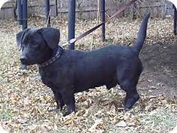 Check spelling or type a new query. Minneapolis Mn Basset Hound Labrador Retriever Mix Meet Harrison A Puppy For Adoption Basset Hound Mix Basset Hound Puppy Adoption