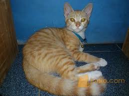 Kucing persia kitten persia medium betinarp950.000: Kucing Persia 4 Bln Jakarta Timur Jualo