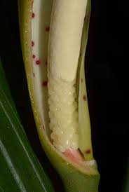 Image result for Cercestis congensis