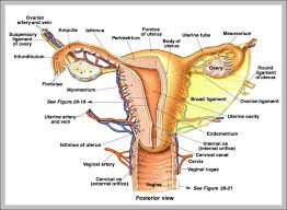 11 unusual internal body parts chart