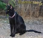How to Identify a Savannah Cat: 8 Steps (with Pictures ...