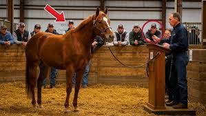 Video of Focus ridden by Schaefer Raposa from ShowNet!