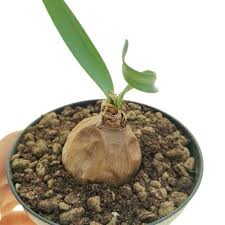 Image result for Cyrtanthus galpinii