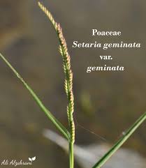 Image result for Setaria geminata