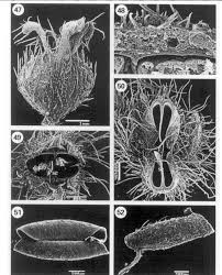 Image result for Virectaria