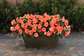 Image result for Impatiens oreocallis