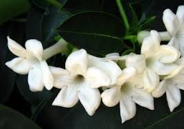 As i'm from australia lantana is a noxious weed and prohibited to grow its wonerful experience to see these beautiful flowers here in la. The National Flower Of Pakistan Jasmine White Jasmine Flower Jasmine Flower Jasmine Plant