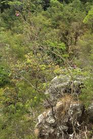 Image result for Dissotis swynnertonii