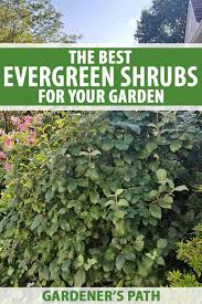 These are our best options in flowers, ferns, ground cover, and ornamental grass. The Best Evergreen Shrubs For Your Garden Gardener S Path