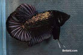jual ikan cupang giant black cooper gt17 warna hitam panjang 5 cm kondisi ikan sehat body proporsional dan sirip ikan balance ika ikan cupang betta ikan