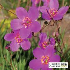 Judith S Favorite Fame Flower Phemeranthus High Country Gardens Succulent Landscape Design Plants