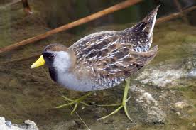 Birds That Make Mud Nests Under Bridges Sora Rail Bird Photo Pet Birds Bird Species