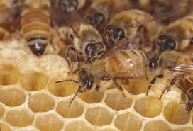 However, in most cases, the bee hive is located in a position where this isn't possible, in these cases the colony needs to be destroyed. Beekeeping For Small Landholders In Western Australia Agriculture And Food