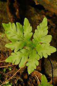 Image result for Doryopteris concolor