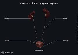 Image result for Bladder Anatomy
