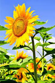 How To Grow Sunflowers At Home Gardener S Path