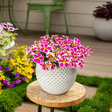 Image result for foto Million Bells