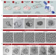 Companies act 2001 forms (pdf format) Self Organization Of The Human Embryo In The Absence Of Maternal Tissues Nature Cell Biology