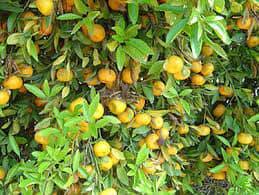 Image result for Citropsis