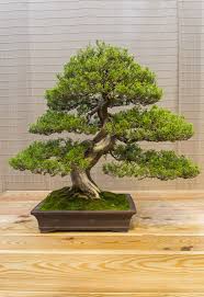 Either get the tree up to eye level or squat down to take the picture! Bonsai Tree Chinese Juniper Featuring Juniperus Chinensis Juniperus And High Quality Nature Stock Photos Creative Market