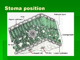 Maybe you would like to learn more about one of these? Plants Structure Leaves Stem Roots Leaves Function Of
