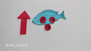 Bioaccumulation And Biomagnification Problems