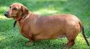 Dachshund Dog Breed Information and Pictures