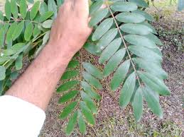 Image result for Psychotria sublyrata