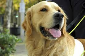 Golden Shepherd German Shepherd And Golden Retriever Mix Spockthedog Com