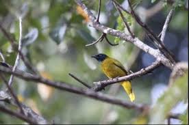 Demikianlah informasi mengenai ciri burung kenari af dan gambarnya yang bisa penulis bagikan, semoga bermanfaat dan jangan lupa share agar lain ikut merasakan manfaatnya. Ciri Burung Ekek Keling Jantan Hot