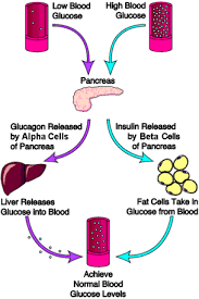 Insulin Regulation Of Blood Sugar And Diabetes The