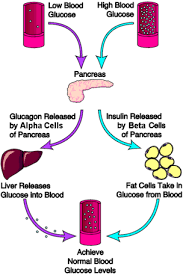 insulin regulation of blood sugar and diabetes the