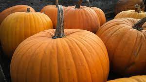 When To Plant Pumpkins In Texas Plants For All Seasons Since 1973