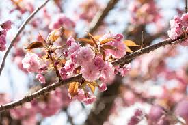 Then you cut that down and basically strap a branch from the apple tree you want to it so that the cut edges are touching. 10 Varieties Of Flowering Trees For Your Landscape